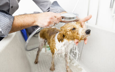 How to Remove Skunk Odor From Your Dogs |  818 755 7900