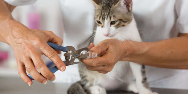 Cat in a veterinary clinic hairdresser cutting nails