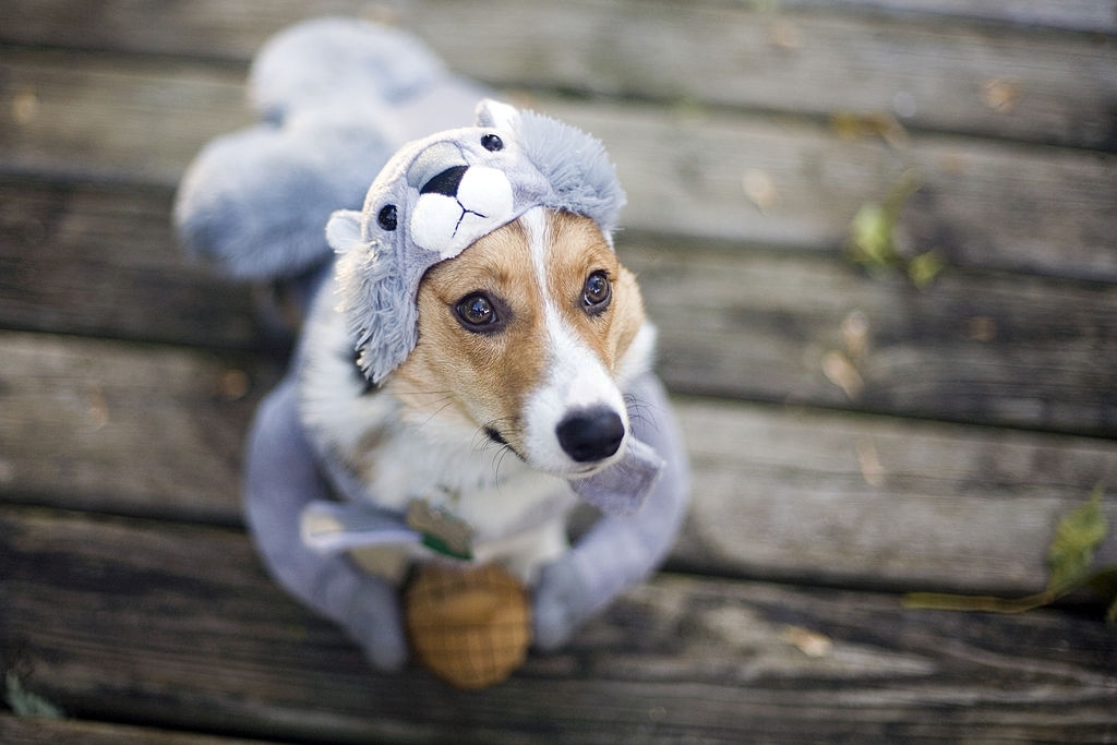 dog in squirrel costume