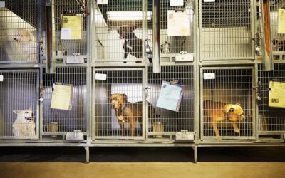 Facts about U.S. Animal Shelters | Superb