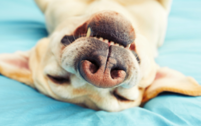 Entertain Your Dog When You Are Not At Home