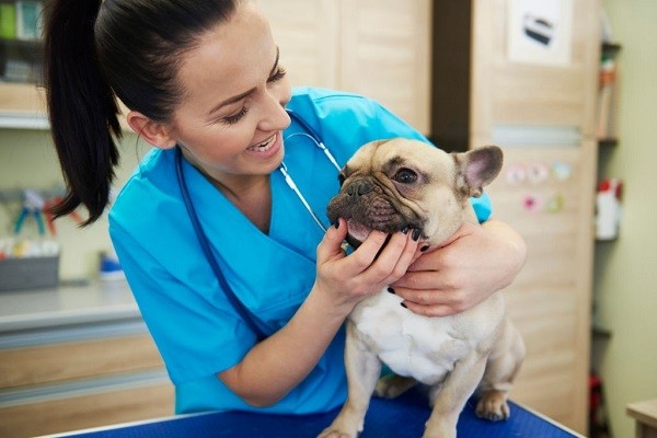 female veterinarian examining dog's teeth
