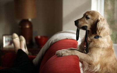 Holding Your Dog’s Leash | 818 755 7900 | Superb