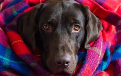 Dog Ticks and How to Remove Them | Super | 818 755 7900