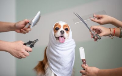 Many dogs and cats. | A  Miracle