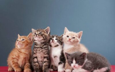 What Cats Crave | Super
