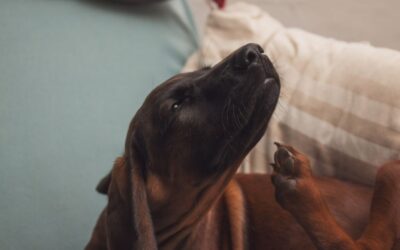 What are ticks? And How to Remove Them | Best Practices