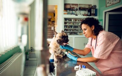 Veterinary Care | Superb  | 818 755 7900