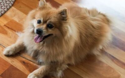 New Pet? Take 5 and Read This First