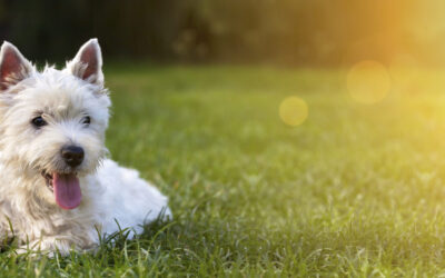Pet Food | SOPHISTICATED NUTRITIONAL SCIENCE