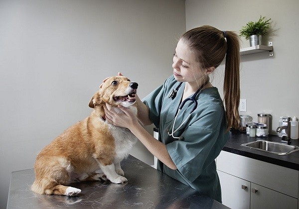 veterinarian doing a check up on a corgi in clinic