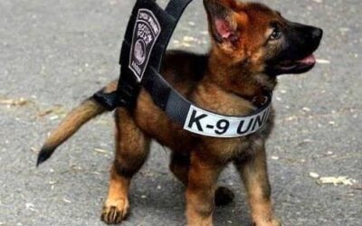 Hyperactive Dog What To Do About The Problem