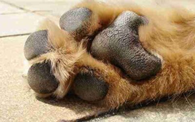 Protect Your Dog Paws | The Pavement Is Too Hot