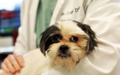 Top 5 Common Dog Diseases | Be the First to Know