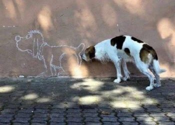 Local Dog Groomer 2020 | What’s Involved | effective