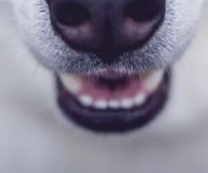 Mobile Pet Grooming | A Memorable 2020