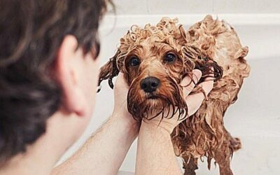 Mobile Dog Grooming | 818 755 7900 | Superb