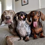 Dog smells after bath during professional mobile grooming
