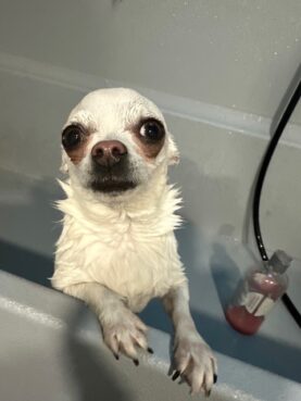 Grooming your dog, Studio City, Local groomer, Skunk Bath, cat groomer