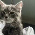 Cat lion cuts during professional mobile cat grooming