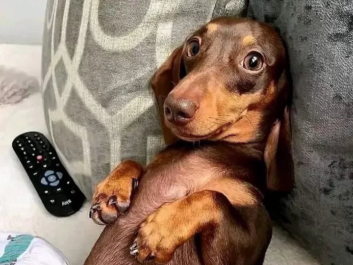 cute dog of customer on couch