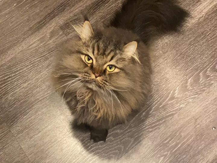 emergency pet cat service treatments