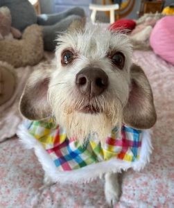Mobile grooming for nervous dogs