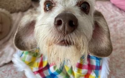 Mobile Grooming for Nervous Dogs: 818 755 7900