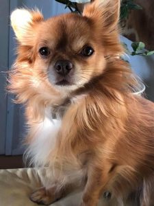 Mobile Pet Grooming Encino at Your Doorstepgrooming